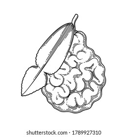 Graphic bergamot fruit with leaf. Vector botanical design isolated on white background
