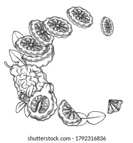 Graphic bergamot wreath. Vector botanical design isolated on white background