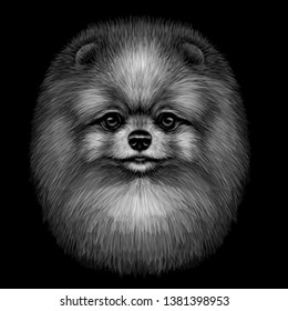 Graphic, black and white, artistic portrait of a cute Pomeranian / small German spitz dog on a black background.