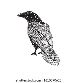 Graphic black and white crow isolated on white background. Old and wise bird. Raven Halloween character. Hand drawn sketch style vector illustration.