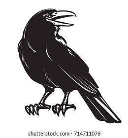  Graphic black and white crow isolated on white background. Old and wise bird. Raven Halloween character. Hand drawn sketch style vector illustration.