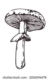 graphic black and white drawing of toadstool mushrooms. perfect for a print or logo.