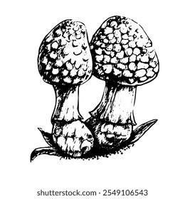 Ilustração gráfica em preto e branco em formato vetorial. Cogumelo Amanita. Estilo vintage