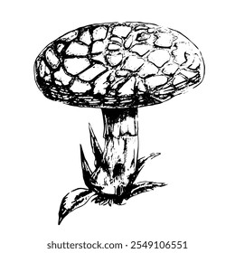 Ilustração gráfica em preto e branco em formato vetorial. Cogumelo Amanita. Estilo vintage