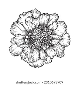 graphic black and white image of a lush scabiosa flower for invitations, dish decor, aroma products, embossing
