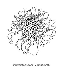 Graphic black and white line image of a lush scabiosa flower for invitations, dish decor, aroma products, embossing.
