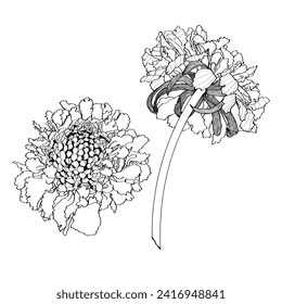 Imagen gráfica de línea blanca y negra de una flor de escabiosa exuberante ambientada para invitaciones, decoración de platos, productos de aroma, emboscadas.