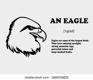 Graphic black and white picture of an eagle with a description. Vector illustration.