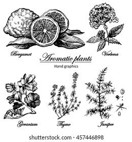 Graphic black and white set of aromatic plants.  Set of graphic images. Illustration for greeting cards, invitations, and other printing projects.