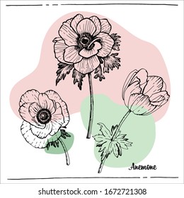 Graphic botanical  illustration Anemone. Vector illustration. Botanical sketch. Manual graphics.