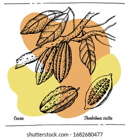 Graphic botanical illustration Cocoa. Vector illustration. Manual graphics.