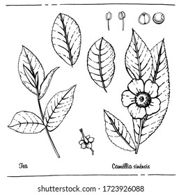 Graphic botanical illustration Tea. Vector illustration. Manual graphics.