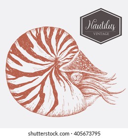 Graphic Botanical nautilus drawing, line drawing dudling, isolated vector object