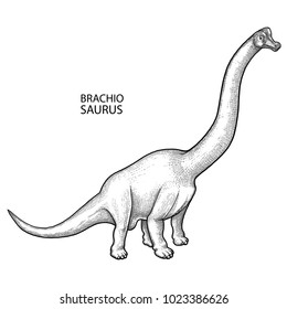 Graphic brachiosaurus. Vector dinosaur isolated on white background. Herbivore animal of the prehistoric period in engraving technique. Coloring book page design