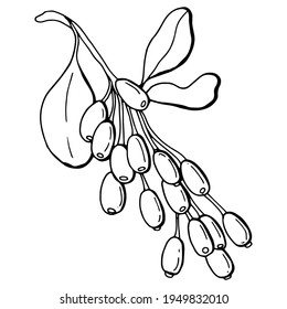 Graphic branch with barberry berries. Line art. White background, isolate. Vector illustration.