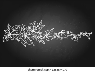 Graphic branch with grape leaves and curly elements. Vector art isolated on the chalkboard