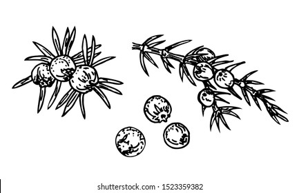 Graphic the branch of Juniper plant (Juniperus communis) with berries and leaves. Organic essential oil engraved style sketch. Beauty, spa, cosmetic ingredient, for label, poster, flyer, packaging 