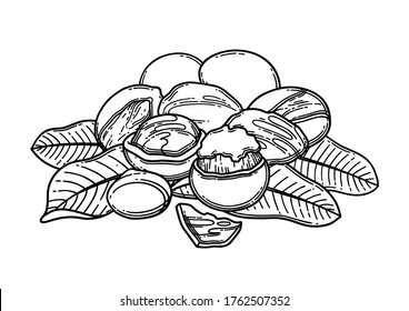 Graphic bunch of shea nuts on the leaves. Vector botanical design isolated on white background