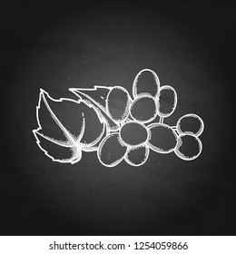 Graphic bunches of grapes hanging on the branch with leaves. Vector illustration isolated on the chalkboard