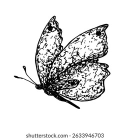 Graphic butterfly. Vector illustration. Hand drawn insect ink for packaging design, postcards, textile, tablecloth, dishes, books.