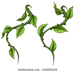 Graphic cartoon detailed green rose branch, stem with leaves and thorns. Isolated on white background. Vector icon set. Vol. 4