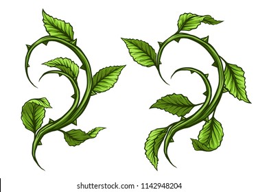 Graphic cartoon detailed green rose branch, stem with leaves and thorns. Isolated on white background. Vector icon set. Vol. 5