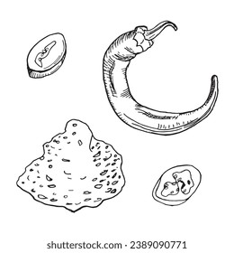 Graphic chili hot pepper and slice illustration isolated on white background. Spicy flavoring hand drawn ink. Vector hot pepper black white line. Design element for wrapping, menu, package