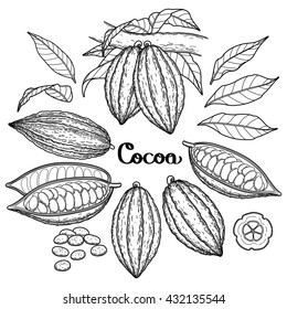 Graphic cocoa fruit collection isolated on white background. Vector exotic cacao plants. Coloring book page design for adults and kids