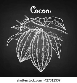 Graphic cocoa fruits on the branch isolated on chalkboard. Hand drawn exotic cacao plant