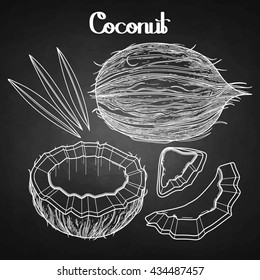 Graphic coconut collection. Hand drawn leaves and nuts isolated on chalkboard