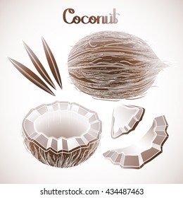 Graphic coconut collection. Hand drawn leaves and nuts isolated on white background