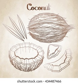 Graphic coconut collection. Hand drawn leaves and nuts isolated on white background