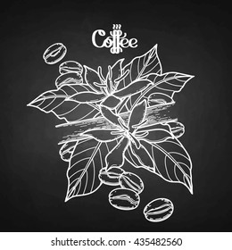 Graphic coffee beans and flowers. Vector vignette. Floral decoration isolated on chalkboard