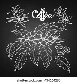 Graphic coffee set isolated on chalkboard. Vector leaves, flowers and beans. Floral decorations