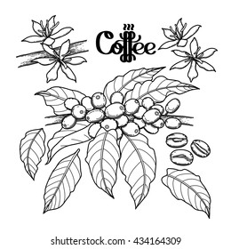 Graphic coffee set isolated on white background. Vector leaves, flowers and beans. Floral decorations. Coloring book page design