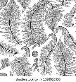 Graphic collection of fern branches. Vector seamless pattern. Coloring book page design