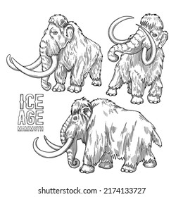 Graphic collection of mammoths isolated on white background. Vector prehistoric illustration of the Ice Age