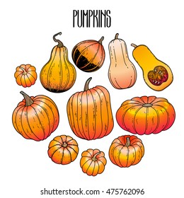 Graphic collection of pumpkins drawn in line art style. Vector elements for thanks giving day design