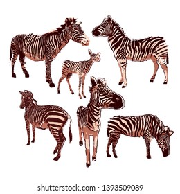 Graphic collection of zebras in calm colors. Vector animals drawn in the technique of rugh brush