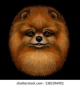 Graphic, color, artistic portrait of a cute Pomeranian / small German spitz dog with red fur on a black background.