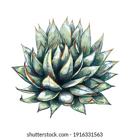 graphic colored blue agave, main ingredient of tequila, sketch, vector illustration isolated on white background, drawing of agave cactus, side view, colorful illustration