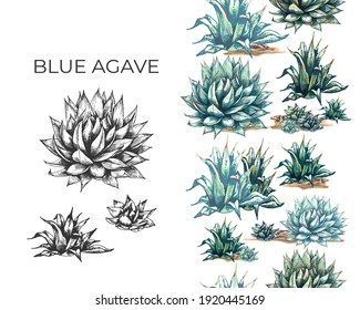 graphic colored blue agave, the  sketch, vector illustration on white background, drawing of agave cactus, side view, colorful illustrations, set, color and black and white, seamless pattern, vertical