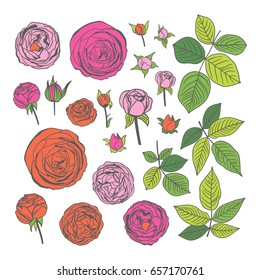 Graphic colored roses. Vector illustration with flowers