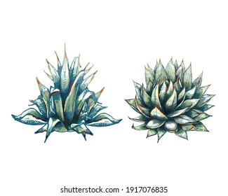 graphic colored two agave plants, main ingredient of tequila, sketch, vector illustration isolated on white background, drawing of agave cactus, side view, colorful illustration