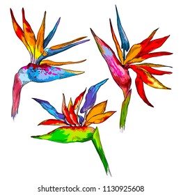 Graphic colorful strelitzia collection. Vector exotic leaves and flowers isolated on white background. Template for postcard, logo, web design. Hand drawn style
