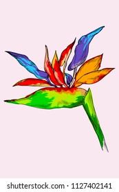 Graphic colorful strelitzia. Vector exotic flower isolated on white background. Template for postcard, logo, web design. Hand drawn style. Bright colors of tropical plant