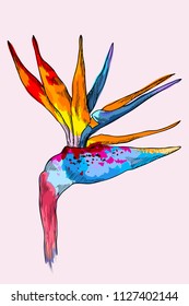 Graphic colorful strelitzia. Vector exotic flower isolated on white background. Template for postcard, logo, web design. Hand drawn style. Bright colors of tropical plant