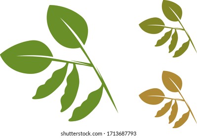 Graphic composition of leaves and soybean pod in vector