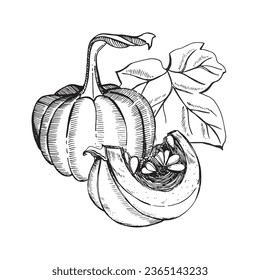 Composición gráfica de las calabazas. Una calabaza entera, una tajada de calabaza y una hoja al fondo. Ilustración vectorial en un fondo blanco. Adecuado para imprimir sobre tela y papel, para la decoración.