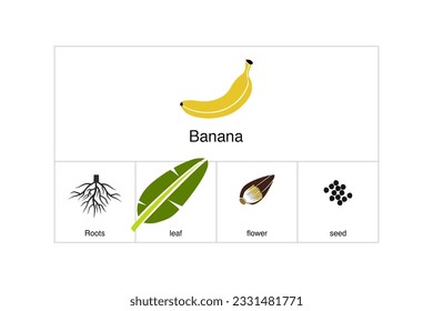 Graphic consists of Banana Elements. Unique and elegant.